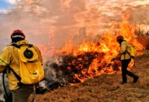 DF participa da COP 30 como referência nacional em sustentabilidade e proteção ao Cerrado