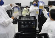 O mosquito do bem que carrega bactéria capaz de bloquear o vírus da dengue