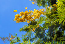Floração dos cambuís pinta o Distrito Federal de dourado