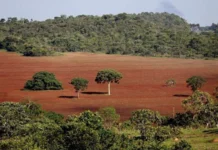 Em emergência silenciosa, fauna do Cerrado corre risco de extinção