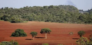 Em emergência silenciosa, fauna do Cerrado corre risco de extinção