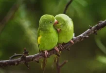 Fotógrafa brasiliense lança livro com imagens da vista deslumbrante de casa