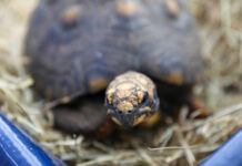 Jabutis e cágado apreendidos em operação policial recebem tratamento no Hospital da Fauna Silvestre
