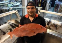 Entenda o aumento de preço dos pescados nesta época do ano