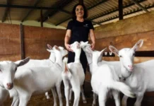 Lazer longe do concreto: conheça opções de turismo rural no DF