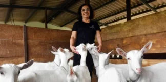 Lazer longe do concreto: conheça opções de turismo rural no DF