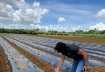 Produção de hortaliças diminui com a chuva e preços aumentam
