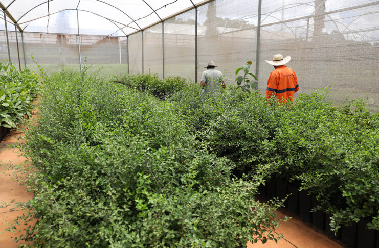 Distrito Federal ultrapassa 218 mil árvores plantadas desde 2019 e amplia meta até 2027