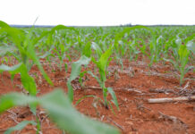 Mais de R$ 65 milhões em crédito rural impulsionam produção e transformam vida de agricultores no DF