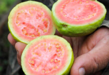 Encontro técnico ensina produtores rurais a utilizar drones em plantações de goiaba