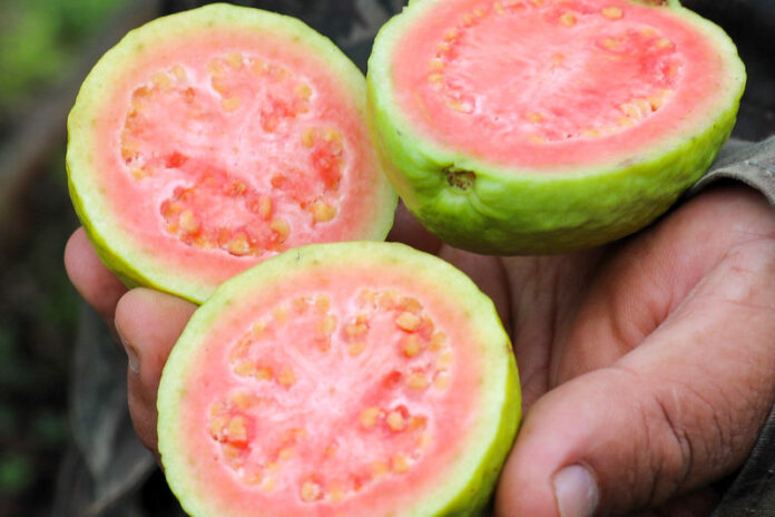 Foto Paulo H. Carvalho (32)