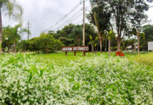 Revista do Jardim Botânico publica descobertas inéditas sobre a biodiversidade brasileira