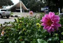 Brasília floresce e esbanja cores nas áreas residenciais, jardins e balões