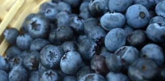Muito além das tortas: mirtilo cultivado no DF garante explosão de sabor