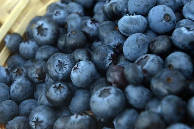 Muito além das tortas: mirtilo cultivado no DF garante explosão de sabor