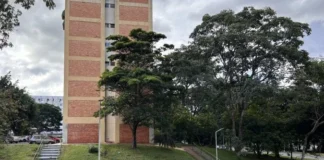 Brasília acontece nas sombras das árvores, entre Blocos e Quadras