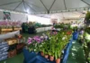 Feira das Orquídeas e Plantas reúne 15 mil espécies no Guará