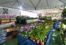 Feira das Orquídeas e Plantas reúne 15 mil espécies no Guará