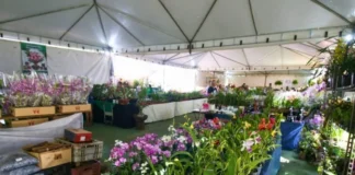 Feira das Orquídeas e Plantas reúne 15 mil espécies no Guará