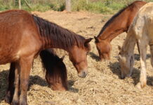 Acompanhamento online facilita processo de adoção de animais de grande porte apreendidos no DF