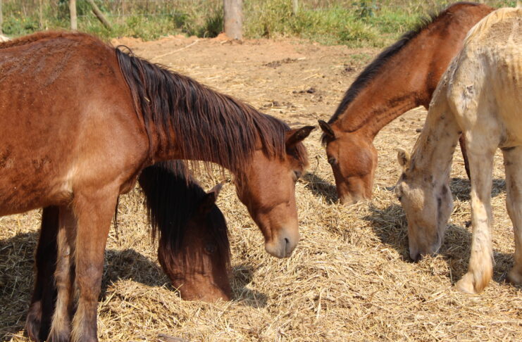 Acompanhamento online facilita processo de adoção de animais de grande porte apreendidos no DF