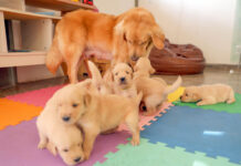 Filhotes de golden retriever iniciam jornada como futuros cães-guia no DF