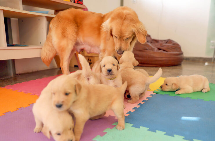 Filhotes de golden retriever iniciam jornada como futuros cães-guia no DF