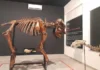 Zoológico de Brasília reinaugura Museu de Ciências Naturais com novas peças