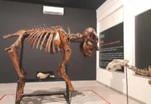 Zoológico de Brasília reinaugura Museu de Ciências Naturais com novas peças