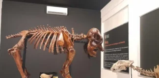Zoológico de Brasília reinaugura Museu de Ciências Naturais com novas peças
