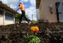 Rede de hortos agroflorestais chega ao sistema prisional
