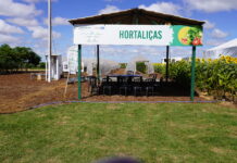 Cultivo de pimentas e outras tecnologias são destaques do Circuito de Hortaliças na AgroBrasília 2026