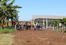 Espaço da Fruticultura da Emater-DF na AgroBrasília apresenta técnicas para ampliar renda