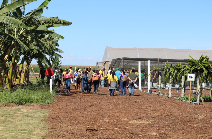 Espaço da Fruticultura da Emater-DF na AgroBrasília apresenta técnicas para ampliar renda
