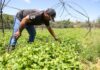 Governadora assina decreto que regulamenta a Política de Boas Práticas Agropecuárias