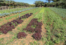 Com apoio técnico do GDF, agricultores de baixa renda ampliam produção no Distrito Federal