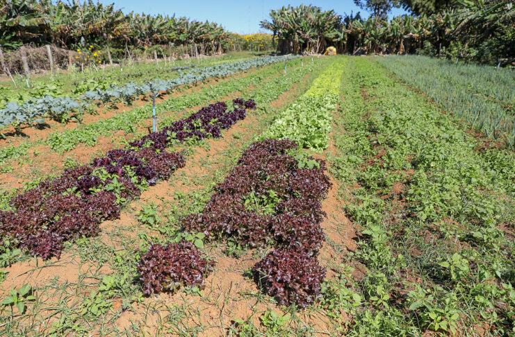 Com apoio técnico do GDF, agricultores de baixa renda ampliam produção no Distrito Federal