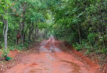 GDF investe R$ 16,8 milhões em ações ambientais durante o mês do meio ambiente