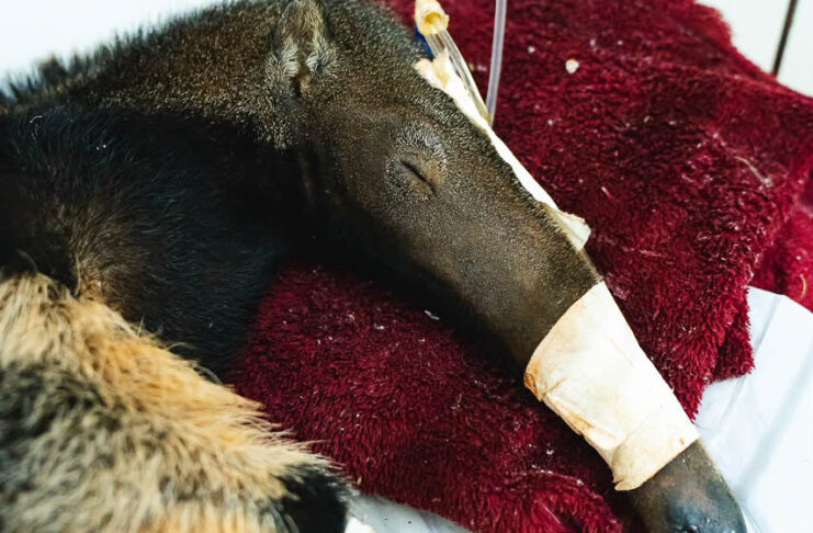 DF é referência nacional no tratamento e reabilitação de animais silvestres