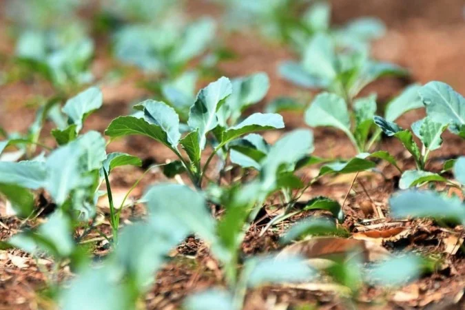 Oficina gratuita na UnB ensina a cultivar hortaliças e ervas medicinais em casa