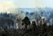 Para atravessar período de estiagem, DF reforça ações contra queimadas