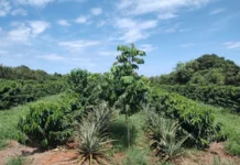 Um novo jeito de produzir baru, a castanha do Cerrado