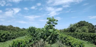 Um novo jeito de produzir baru, a castanha do Cerrado