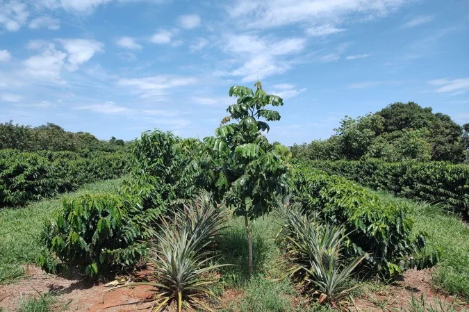 1_credito-tadeu-graciolli-sistema-integrado-baru-com-cafe-em-linha-dupla-aos-2-anos-de-campo-67166741