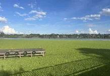 Lixo e plantas aquáticas poluem Lago Paranoá e atraem insetos e ratos