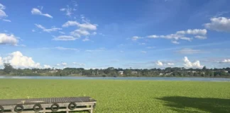 Lixo e plantas aquáticas poluem Lago Paranoá e atraem insetos e ratos