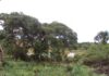 Parque Ambiental do Colégio Agrícola de Brasília passa a se chamar Parque Distrital Lobo-Guará