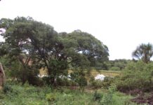 Parque Ambiental do Colégio Agrícola de Brasília passa a se chamar Parque Distrital Lobo-Guará