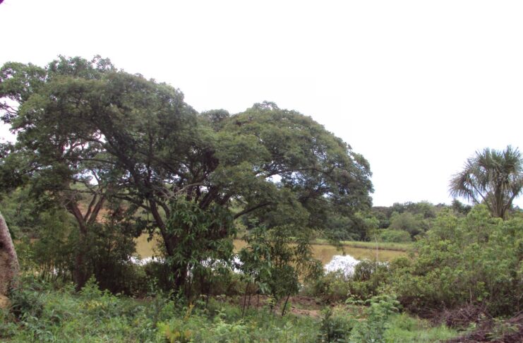 Parque Ambiental do Colégio Agrícola de Brasília passa a se chamar Parque Distrital Lobo-Guará