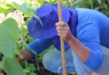 Horto agroflorestal é inaugurado na Papuda
